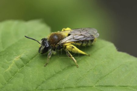Gros plan naturel sur une abeille mineuse femelle à queue rousse, Andrena haemorrhoa chargée de pollen jaune