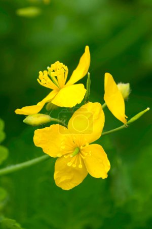 Natural vertical closeup on the yellow flower of the European Greater celandine or swallowwort wildflower, Chelidonium majus