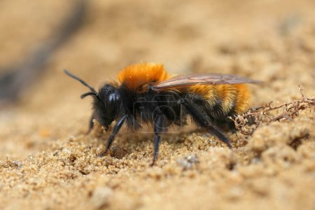 Gros plan détaillé sur une abeille minière femelle Tawny, Andrena fulva assise sur le sol