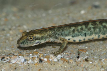 Primer plano detallado de una salamandra de arroyo sarda europea en peligro de extinción, Euproctus platycephalus