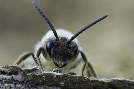 Detailed facial closeup on a male Grey-gastered mining bee, Andrena tibialis