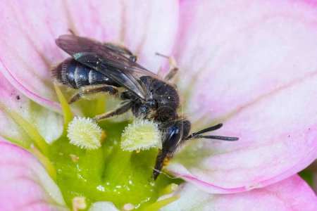 Gros plan détaillé sur une abeille naine du groupe Andrena minutula, sirotant le nectar d'une fleur rose de Saxifraga