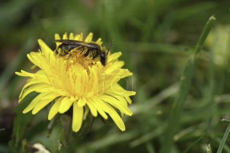 Natural colorful closeup on a female of the rare buff-tailed or catsear mining bee, Andrena humilis on a dandelion , it's host plant