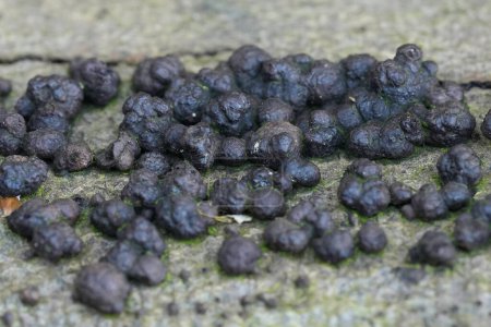 Gros plan détaillé sur des champignons bûcherons en hêtre noir, Hypoxylon fragiforme sur un tronc tombé