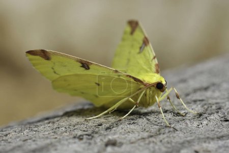 Detailed closeup on the colorful European yellow Brimstone Moth geometer moth, Opisthograptis luteolat sitting on wood