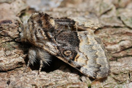 Detailed closeup on a hairy European Nut-tree Tussock moth, Colocasia coryli sitting on wood