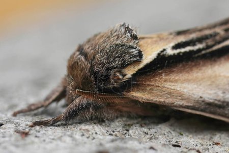 Detaillierte Nahaufnahme der Europäischen Schwalbe Prominente Motte, Pheosia tremula