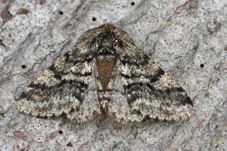 Detailed closeup on the European Brindled Beauty moth, Lycia hirtaria sitting on wood