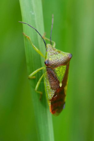 Gros plan détaillé sur l'insecte adulte du bouclier imago aubépine, Acanthosoma haemorrhoidale caché dans l'herbe