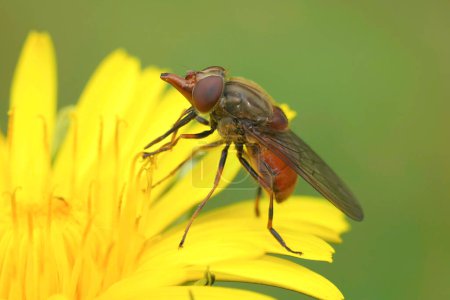 Detailed closeup on a European red snoutfly, Rhingia camestris on a yellow dandelion flower