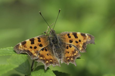 Natural closeup on a colorful Orange Comma butterfly, Polygonia c-album with spread wings