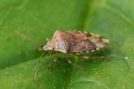 Primer plano natural del insecto paterno, Elasmucha grisea sentada sobre una hoja verde
