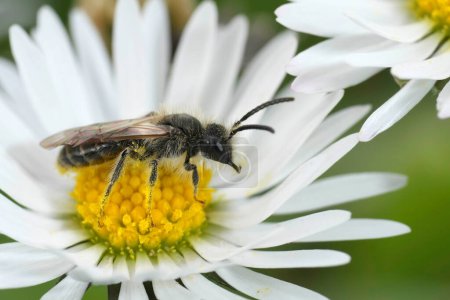 Natural detailed closeup on a small male Red-bellied minder mining bee, Andrena ventralis sitting on a white Common daisy flower