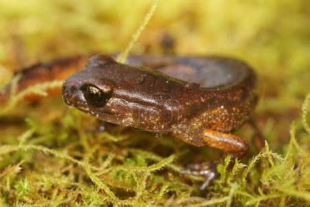 Detailed closeup on a North american, Pacific Ensatina eschscholtzii salamander, sitting in green moss