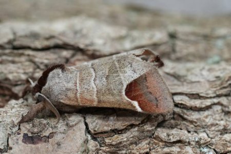 Detailed closeup on a European Chocolate-tip moth, Clostera curtula sitting on wood