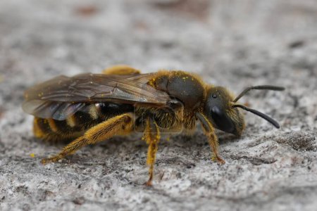 Detailed closeup on a female European Common furrow sweat bee, Lasioglossum calceatum sitting on wood