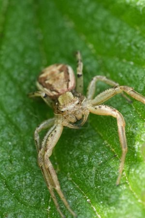 Natural vertical detailed closeup on a small crab spider species, Xysticus in a green leaf