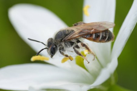 Closeup on a female Red bellied miner mining bee, Andrena ventralis on a white garden star-of-Bethlehem wildflower