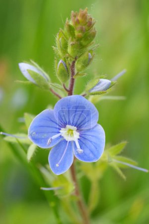 Primer plano colorido natural en la flor azul esmeralda del pozo de velocidad germander, Veronica chamaedrys