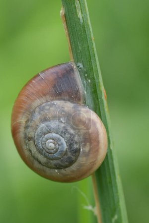 Vertical closeup on a European Kentish Snail, Monacaha cantiana , a terrestrial pulmonate gastropod