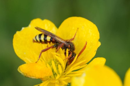 Natural closeup on a colorful red and yellow patterned female Lathburys nomad bee, Nomada lathburiana in a yellow buttercup flower
