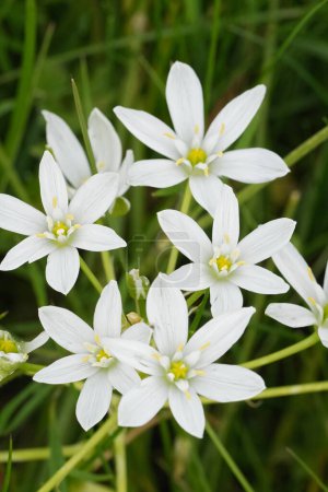 Natürliche vertikale Nahaufnahme einer frisch blühenden weißen Gartenwildblume, Ornithogalum umbellatum