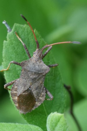 Detailed vertical closeup on a European Dock bug, Coreus marginatus in the garden