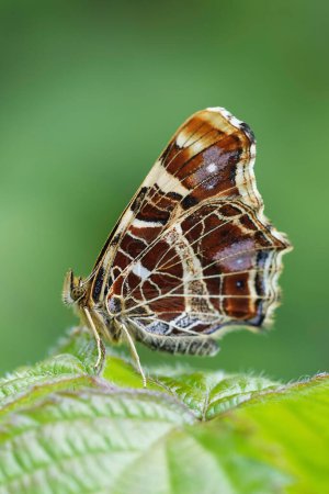 Gros plan naturel sur un papillon européen fraîchement émergé, Araschnia levana, aux ailes fermées