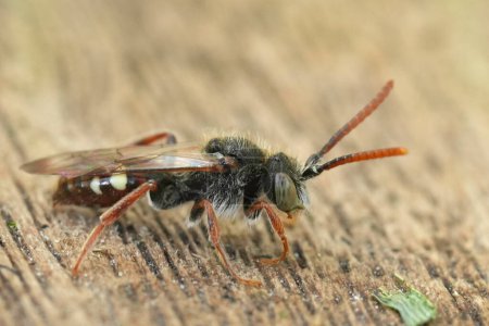 Detailed closeup on a male Large Bear-clawed Nomad Bee, Nomada alboguttata