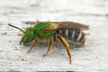 Natural closeup on a colorful North American green metallic sweat bee, Agapostemon viresecens from Oregon, USA