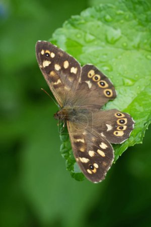 Natural vertical closeup on a European brown speckled wood butterfly, Pararge aegeria with spread wings