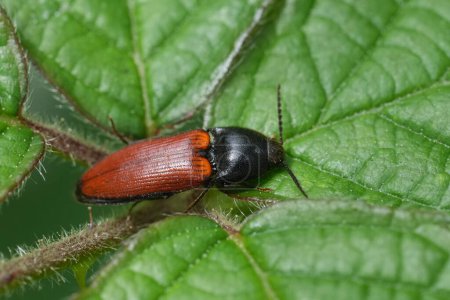 Detailed closeup on a colorful red and black European Ampedus pomorum clicking beetle on a leaf
