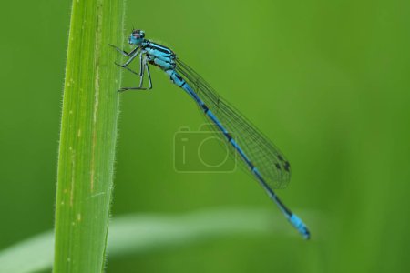 Natural closeup on a blue male European azure damselfly, Coenagrion puella, haning in the grass