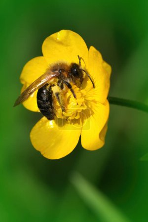 Gros plan détaillé sur une abeille mineuse femelle à taches grises, Andrena nitia, dans une fleur de buttercup jaune