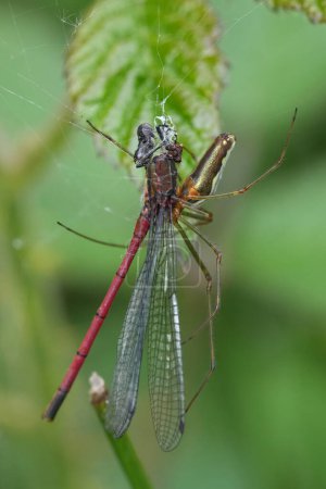 Primer plano natural de la depredación de una gran mosca roja, Pyrrhosoma nymphula, capturada por una especie de araña Tetragnatha