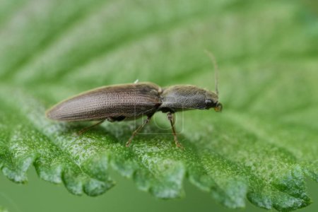 Natural detailed closeup on a brown clicking beetle, Athous, Athous haemorrhoidalis, sitting high up on a leaf
