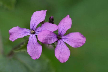 Primeros planos detallados sobre las flores de color púrpura suave o la honestidad anual flor silvestre, Lunaria annua