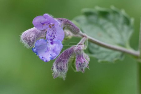 Photo for Detailed closeup on the light purple flower of the Catmint , Nepeta cataria - Royalty Free Image