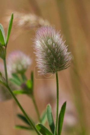 Natural vertical closeup on a flower of the rabbit clover, Trifolium arvense in Oregon