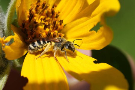 Detailed closeup on a female of the North American ground-nesting sweat bee, Halictus farinosus in a yellow flower