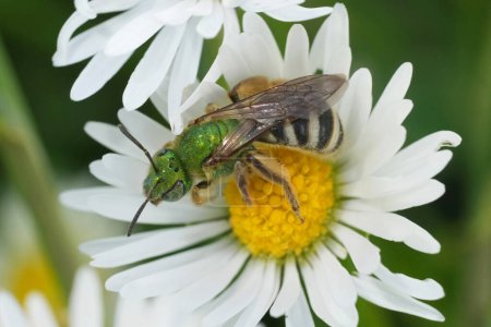 Natural closeup on a colorful North American green metallic sweat bee, Agapostemon viresecens on a common white daisy flower, Oregon, USA