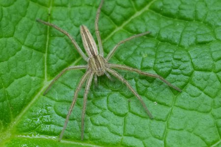 Detailed closeup on an oblong running or slender crab spider, Tibellus oblongus, on a green leaf in Oregon, USA