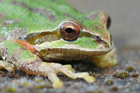 Detailed facial closeup on a green Pacific tree or chorus frog, Pseudacris regilla from Oregon, USA
