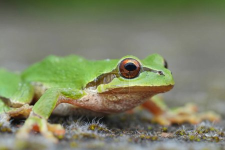 Detailed closeup on a green Pacific tree or chorus frog, Pseudacris regilla from Oregon, USA