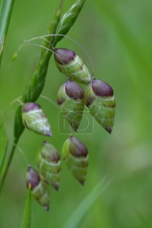 Natural closeup on the hanging seed heads of the Greater Quaking Grass, Briza maxima against a green background