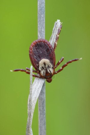Natural extreme macro on a Dog tick pest species, Dermacentor species hanging in the grass