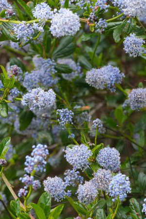 Natural closeup on the blueblossom or blue blossom Ceanothus thyrsiflorus evergreen shrub in Oregon, USA