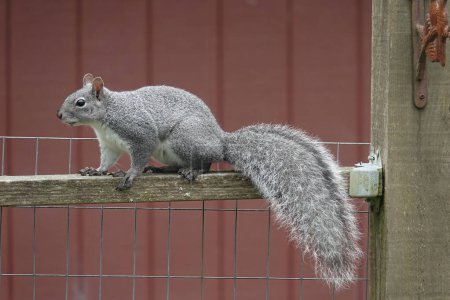 Gros plan détaillé sur un écureuil gris occidental mignon et duveteux, Sciurus griseus, escalade d'une clôture dans le jardin, Coquille, Oregon