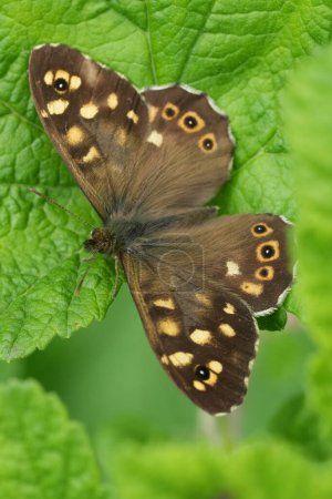 Detaillierte vertikale Nahaufnahme eines europäischen braun gesprenkelten Schmetterlings, Parage aegeria mit ausgebreiteten Flügeln