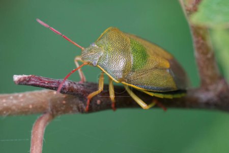 Foto de Primer plano natural del insecto europeo del escudo, Piezodorus lituratus en una ramita - Imagen libre de derechos